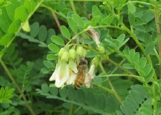 植物香味|黄芪是什么味道的