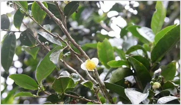 普洱茶树在北方怎样种植 | 种植资料