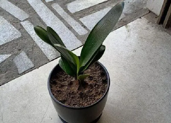 植物换土|君子兰怎么换土换盆