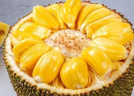 果实科普|菠萝蜜一年四季都有吗 菠萝蜜是四季水果吗