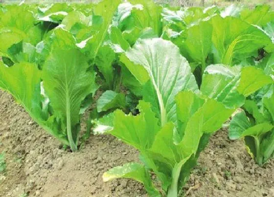 植物百科|菱角菜又叫什么菜