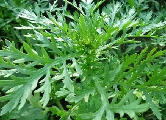 种植方法|茼蒿的种植方法和时间
