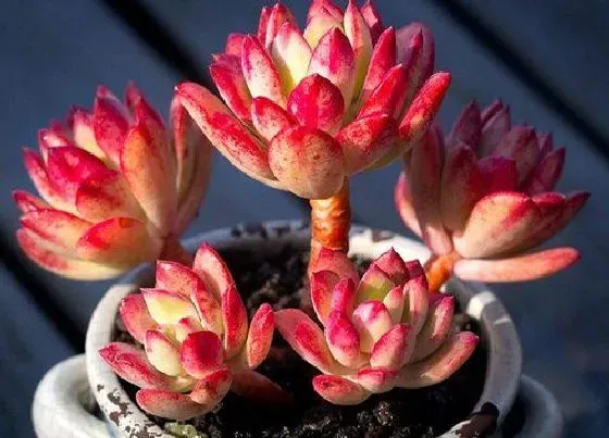 植物修剪|红稚莲徒长了怎么办
