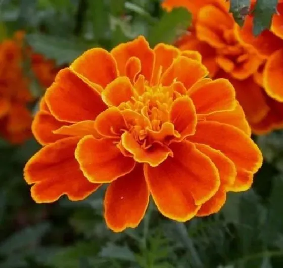 植物播种|孔雀草种子怎么种植 种植时间与方法全过程