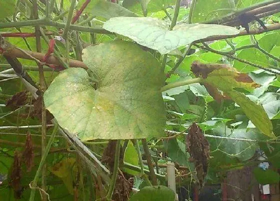 植物虫害|葫芦长虫子怎么办