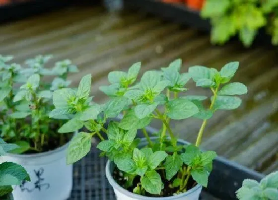 种植方法|薄荷种植时间和方法 适合在什么季节种植