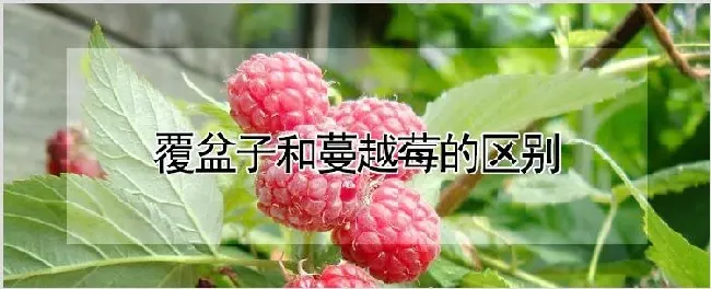 覆盆子和蔓越莓的区别 | 养殖技术