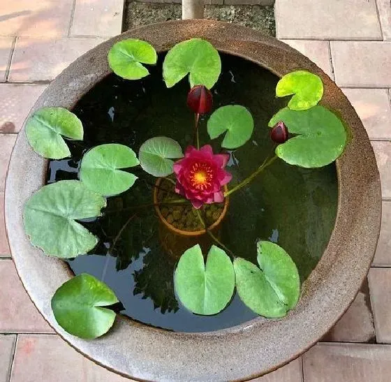 植物香味|荷花有香味吗 香味是什么味道的