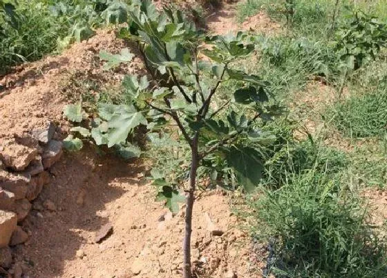 植物排行|无花果什么品种最好