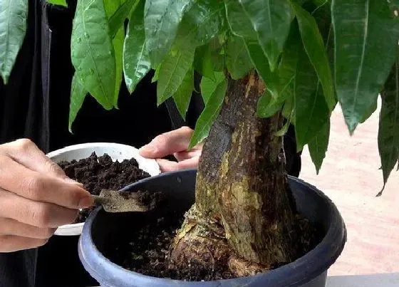 植物施肥|发财树施什么肥好