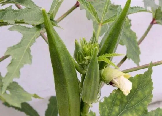 种植方法|秋葵种植时间和方法