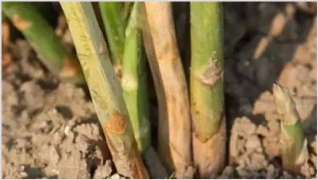 芦笋茎枯病的防治方法 | 种植技术