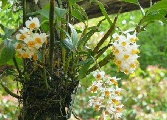 植物百科|石斛会开花吗 开花的颜色与样子