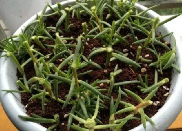 植物扦插|角堇可以扦插吗