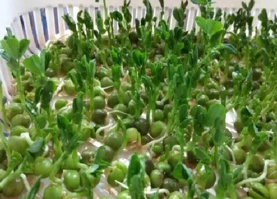 食用常识|青豆发芽了可以吃吗
