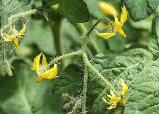 不开花|番茄为什么不开花