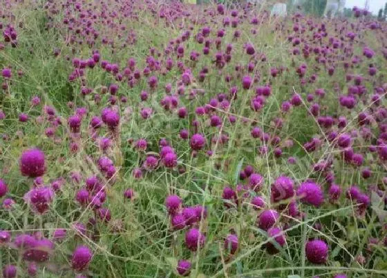 植物繁殖|千日红怎么繁殖方法和注意事项