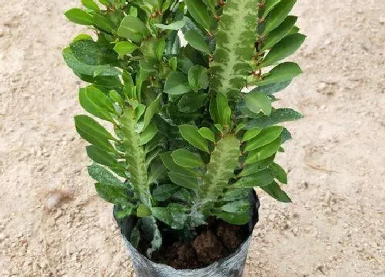 植物百科|仙人柱开花吗 花期是什么时候