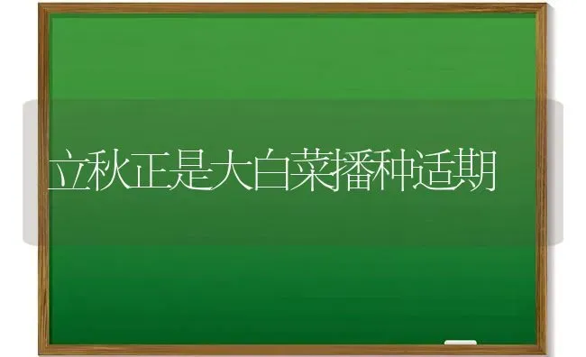 立秋正是大白菜播种适期 | 蔬菜种植