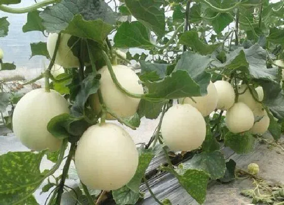 植物施肥|种香瓜用什么肥料最好