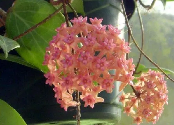 养殖方法|球兰怎么养才能更旺盛