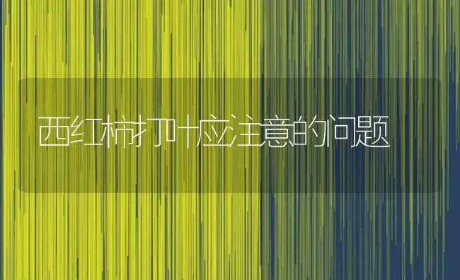 西红柿打叶应注意的问题 | 蔬菜种植