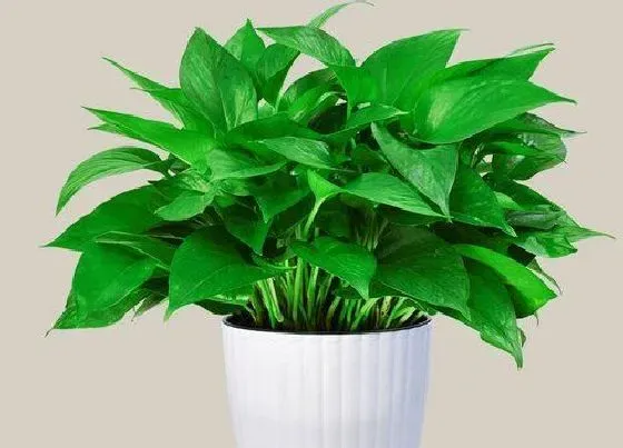 摆放常识|入户门口摆放什么植物好 适合进户门厅放的绿植盆栽