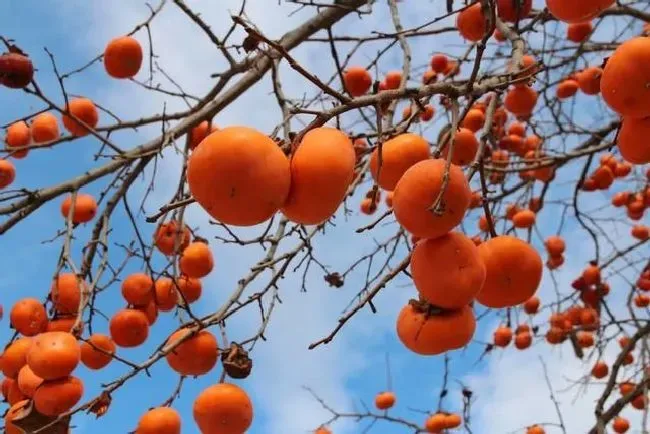 种植管理|为什么柿子树两三年了不结果，去年结果今年不结果的原因）