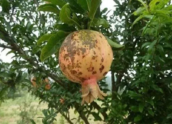 植物虫害|石榴长虫子怎么办