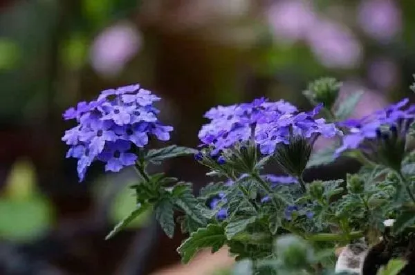 植物浇水|美女樱浇水时间和正确方法