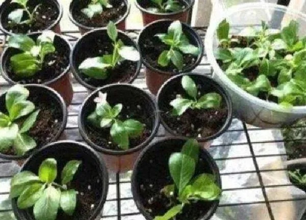 植物扦插|角堇可以扦插吗
