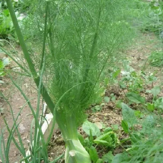 种植方法|茴香种植时间和方法 高产栽培技术与管理措施