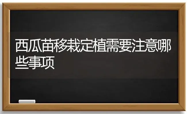 西瓜苗移栽定植需要注意哪些事项 | 瓜果种植