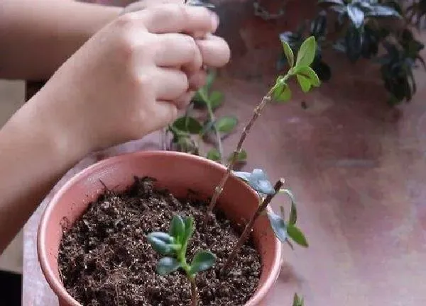 植物扦插|金鱼吊兰几月份扦插最好