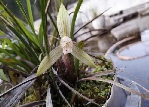 植物移栽|下山兰上盆时间与养护方法