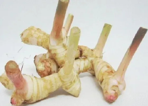 植物百科|南姜又叫什么姜