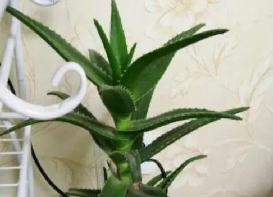 植物修剪|海虎兰怎么修剪好看