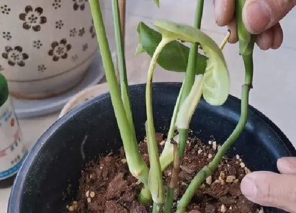 植物扦插|龟背竹几月份扦插最好
