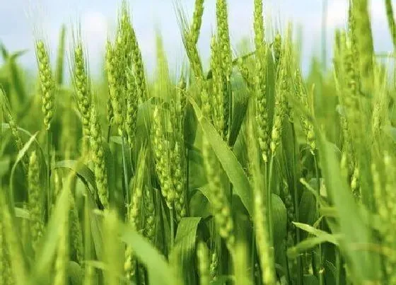 种植管理|小麦冻害后的补救措施，小麦受冻严重原因及应对解决方法）