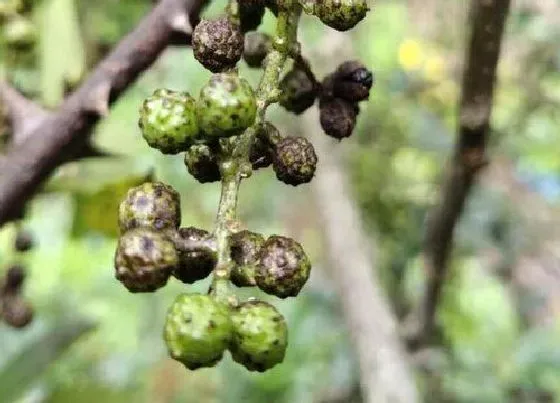 植物虫害|花椒树病虫害防治技术与方法措施