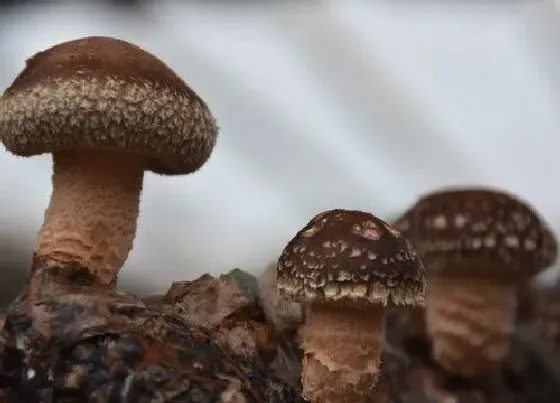 植物种类|需要焯水的蔬菜有哪些 必须要焯水的五种蔬菜