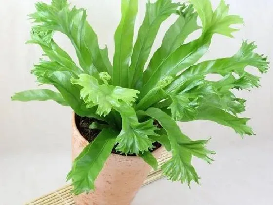 风水百科|鸟巢蕨的风水作用 家里养鸟巢蕨好吗