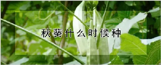 秋葵什么时候种 | 自然知识