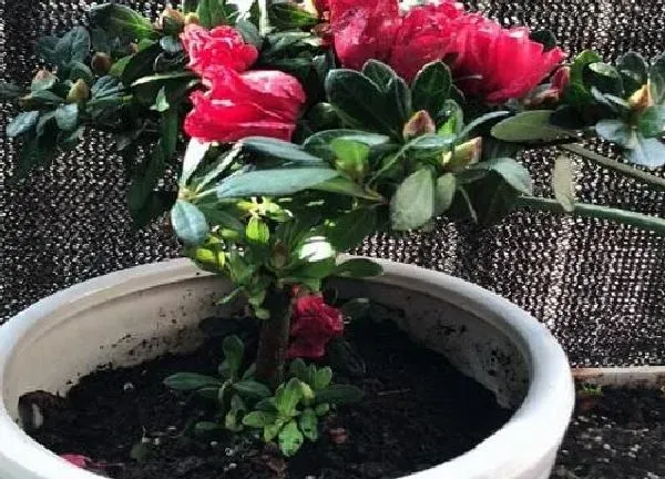 植物浇水|杜鹃多久浇一次水