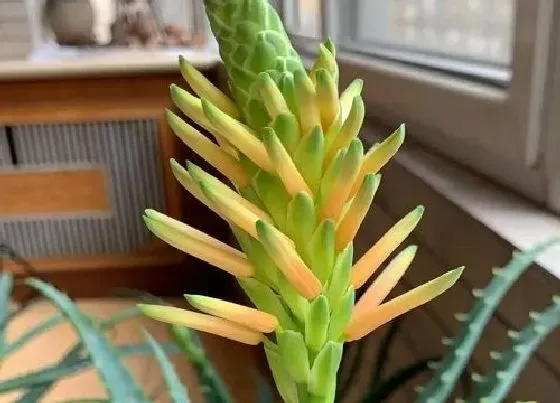 植物寓意|龙爪菊开花代表家里会怎样（风水学来说预示什么好兆头）