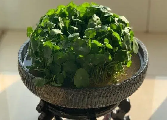 植物百科|金钱草长在什么地方