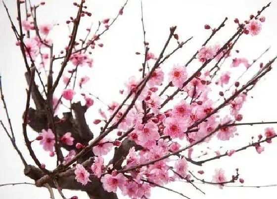 植物百科|梅花属于什么植物类型