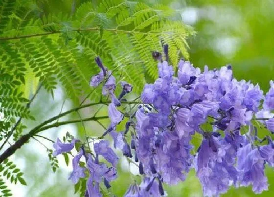开花时间|蓝花藤一年开几次花 花期多长时间