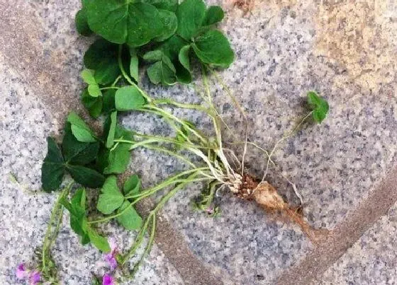 食用须知|红花酢浆草的根能吃吗