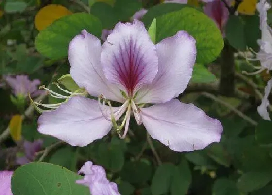 花期|紫荆花花期多长时间